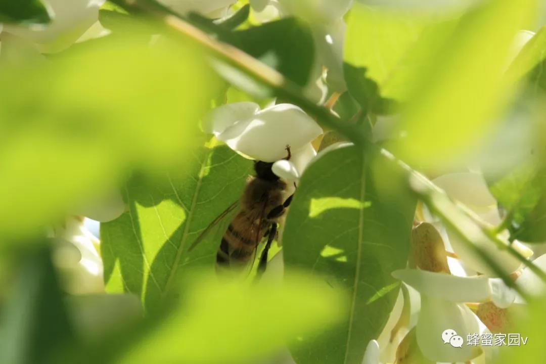 什么是紫椴花蜜